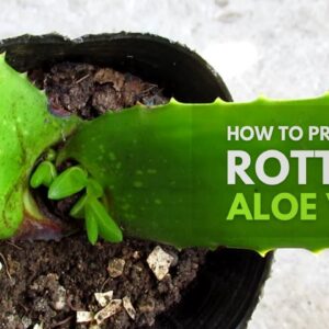 How To Propagate from a Rotting Aloe Vera Plant