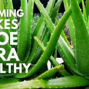 How To Prune and Trim Aloe Vera Plant to Make It Healthy