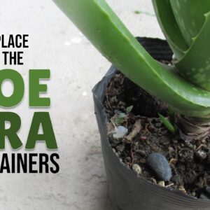 How To Replace The Soil of the Aloe Vera Plant In Containers