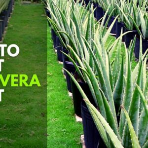 How To Repot Aloe vera Plant