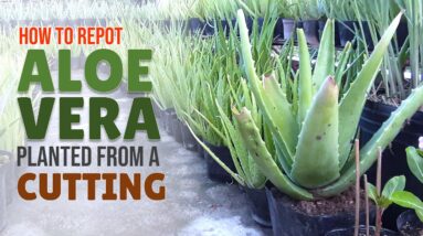 How To Repot an Aloe Vera Planted from a Cutting