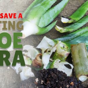 How To Save A Rotting Aloe Vera Plant