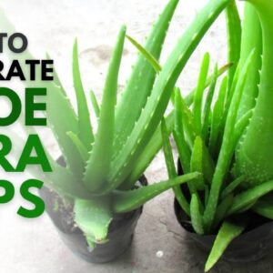 How To Separate Aloe Vera Pups Easily Without Hurting The Plant
