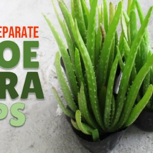 How To Separate and Repot Aloe Vera Pups