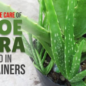 How To Take Care of Aloe Vera Planted In Containers