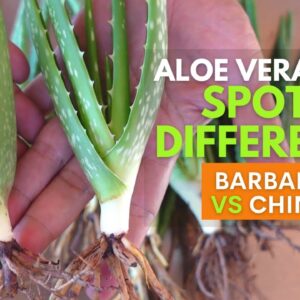 How To Spot The Difference Between Aloe vera Barbadensis and Chinensis Pups