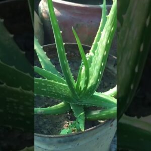 Plant Aloe Vera At Home