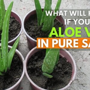 Planting Aloe vera in Pure Sand