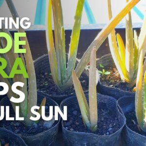 Planting Aloe vera Pups in Direct Sunlight