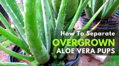 Separating Overgrown Aloe vera pups
