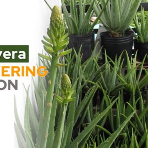 The Aloe vera Garden Updates - February 2021