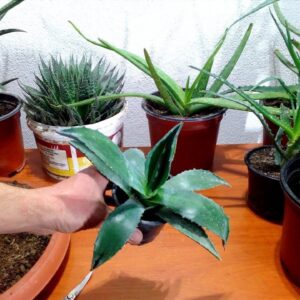 The best way to grow and repotting Aloe Ageva Americana