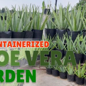 The Containerized Aloe Vera Garden