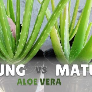 What Does A Mature Aloe Vera Looks Like