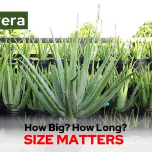 What Is The Typical Size of The Aloe Vera Plant