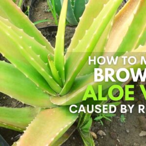 What To Do With Aloe vera That Is Turning Brown Because of Root Rot