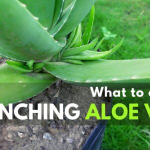 What To Do With Branching Aloe vera Plant