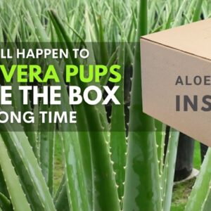 What will happen to Aloe vera Pups Inside The Box For A Long Time