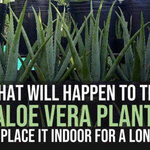 What will happen to the Aloe Vera plant if you place in indoor?