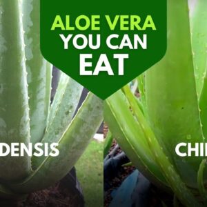 Which Aloe Vera is Edible?