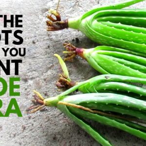 Why Is It Important To Cut The Roots of Aloe vera Before Planting?