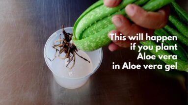 Planting Aloe vera in Aloe vera gel