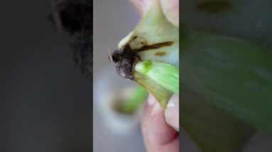 How to propagate aloe vera leaves on a tissue