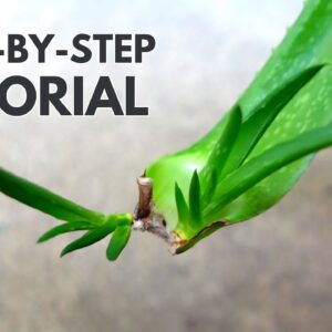 Aloe vera Leaf Propagation: A Step-By-Step Guide
