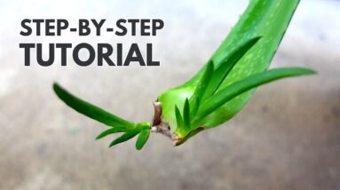 Aloe vera Leaf Propagation: A Step-By-Step Guide