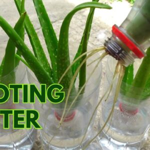 How to Make Aloe vera Cuttings Root Faster in Water