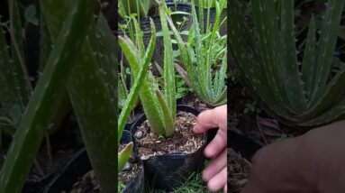 Weeding Aloe vera Plants #aloevera #aloeveraforever #aloe