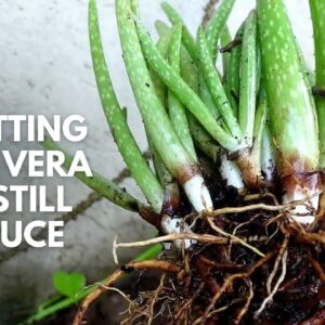 A Rotting Aloe vera Plant Can Still Produce Pups