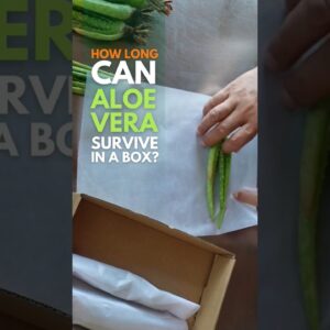 Aloe vera can survive inside a box longer than most plants #aloevera