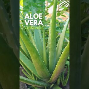 Aloe vera Chinensis