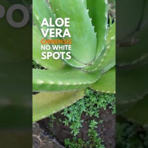 Aloe vera chinensis, an orange flowering Aloe vera. #aloevera