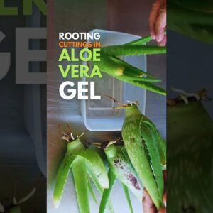 Aloe vera cuttings in Aloe vera gel #aloevera