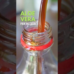 Aloe vera Fertilizer and Soil Conditioner #aloevera