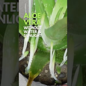 Aloe vera without water and sunlight #aloevera