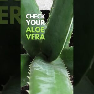 Always check your Aloe vera Plant
