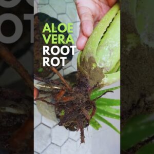 Can you tell if your Aloe vera is suffering from root rot?