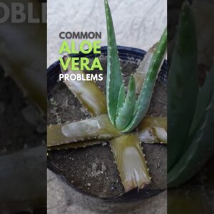 Common Aloe vera problems  #aloevera