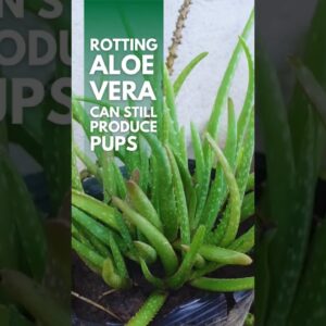 Did you know that rotting Aloe vera can still produce pups? #aloevera