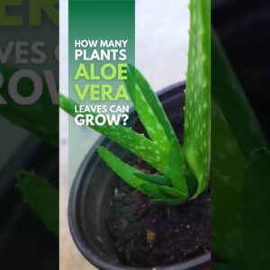 How many pups Aloe vera leaves can grow? #aloevera
