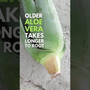 Mature and Bigger Aloe vera Takes Longer to Root.