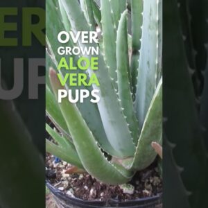 Overgrown Aloe vera Pups