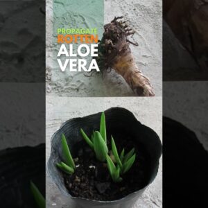 Propagating Rotten Aloe vera #aloeveraplant #aloevera