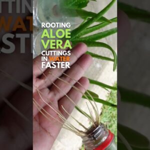 Rooting Aloe vera cuttings faster in water #aloevera