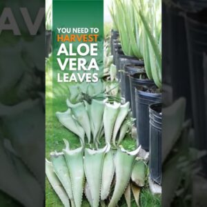 Did you know that harvesting of the Aloe vera leaves promotes the overall health of the plant?