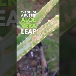 The gel of rusted Aloe vera leaf #aloevera
