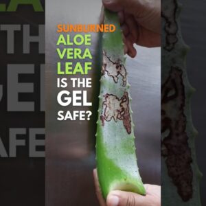 The gel of sunburned Aloe vera leaf. #aloeveragel